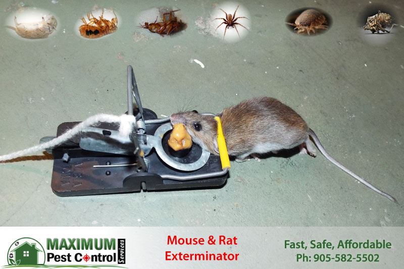 The Best Mouse Trap Ever IsAn Exterminator  Suburban Exterminating -  Pest Control & Extermination Services