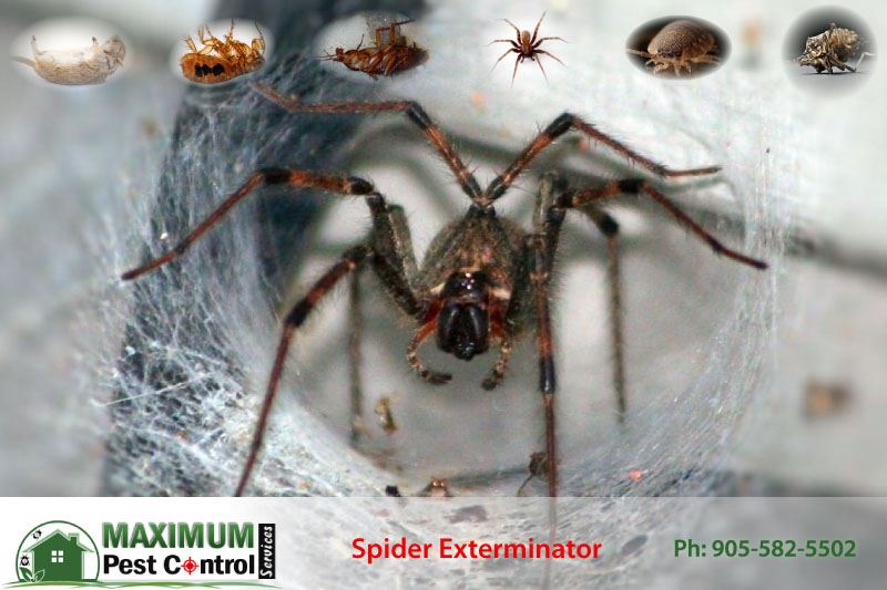 Daddylongleg Spiders - Control, Extermination, Removal