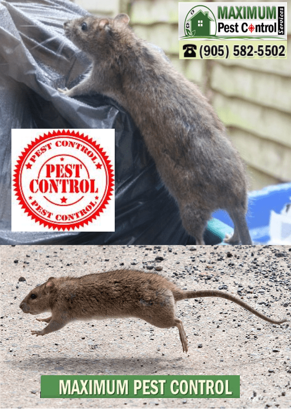 Rodent Control Service In Oakville ON