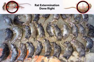 Rat Exterminator Hamilton Rat Extermination And Removal   Rat Extermination Done Right 300x200 