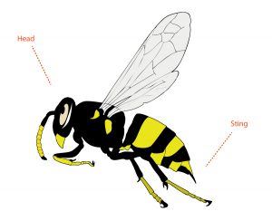 Wasp Pest Control Mississauga - Maximum Pest Control Services