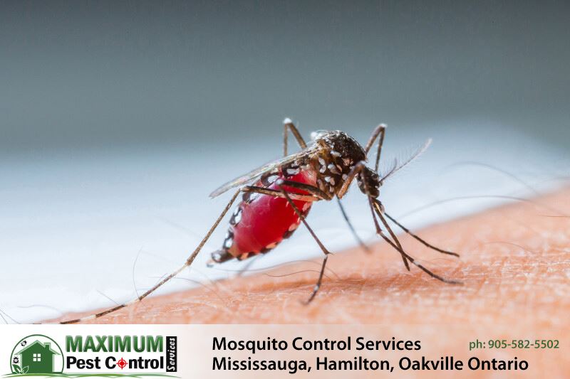 mosquito on human arm sucking human blood