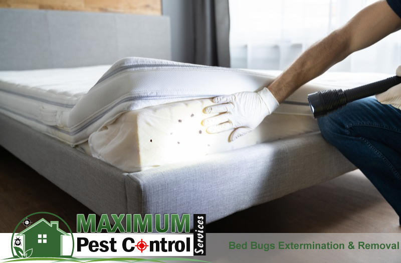 eliminating bed bugs mattress