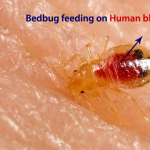 bedbug feeding on human blood