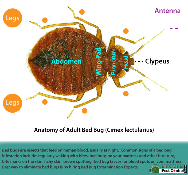 anatomy of an adult bed bugs