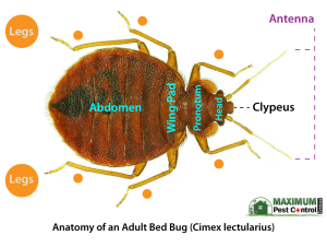 Anatomy of an adult bed bugs