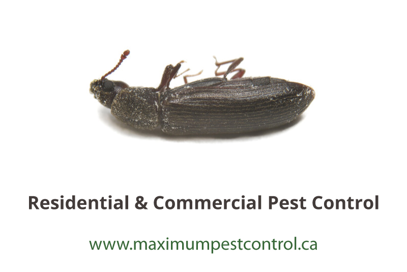 Powderpost Beetles Maximum Pest Control Services