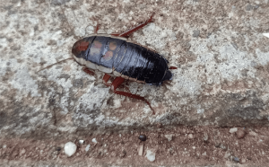 cockroach on concrete floor