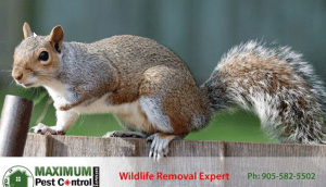 squirrel-removal-service