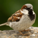 House Sparrow Birds