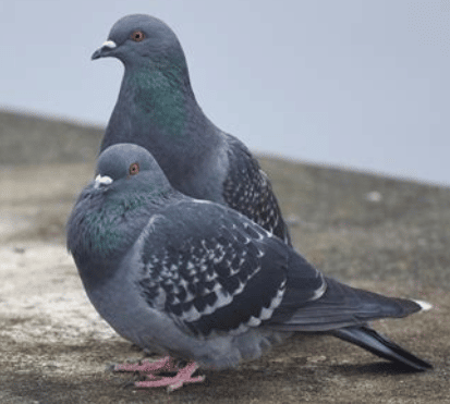 Pigeon Cleaning Service