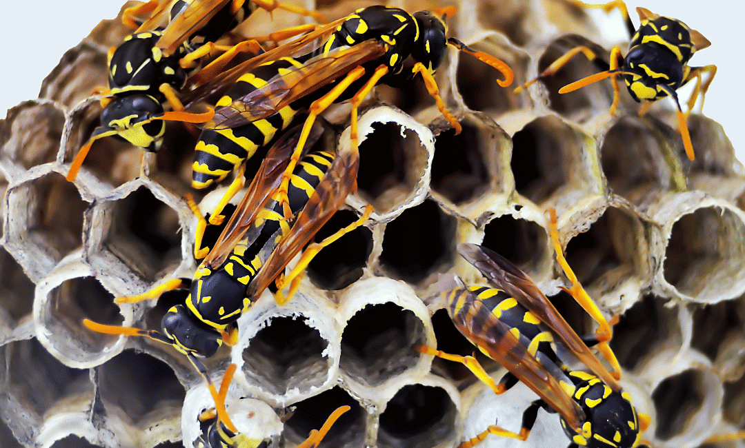 wasp control service 905-582-5502