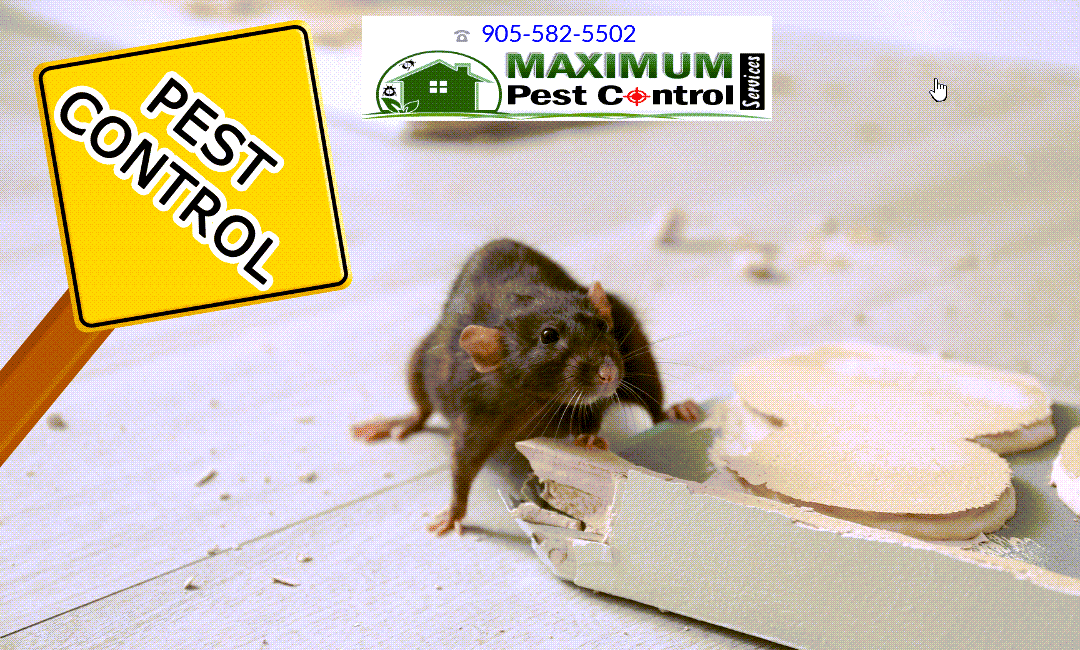 Rats control services (905) 582-5502