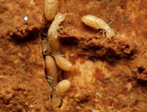 Subterranean Termites