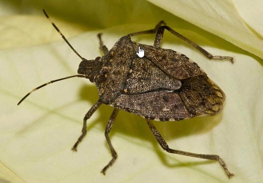 Are Stink Bugs Harmful to Animals