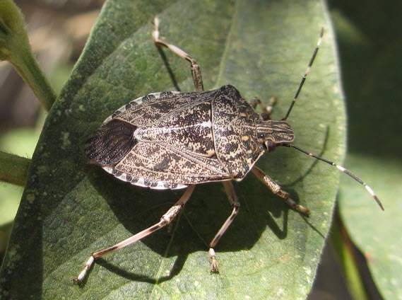 Are Stink Bugs Poisonous? Get the Facts Here - Maximum Pest Control ...