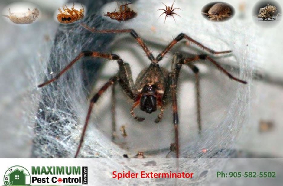 spiders-pest-control