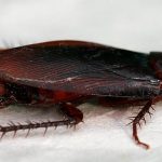 cockroach-ootheca