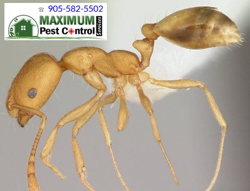 Pharaoh Ants control service