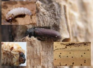 woodworm