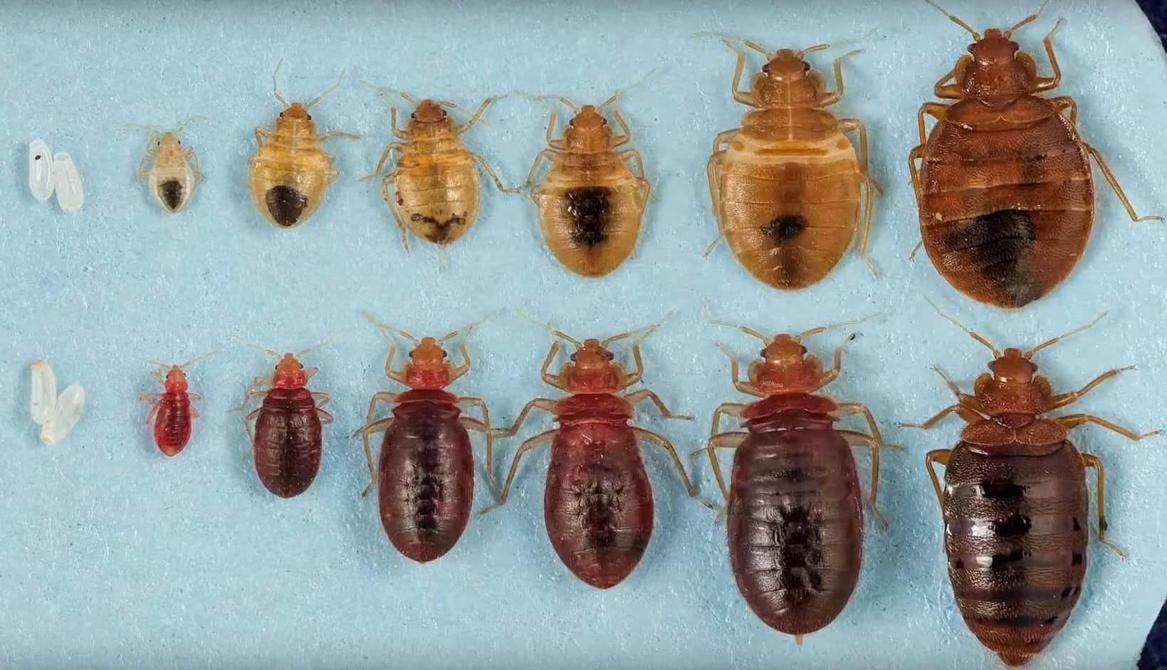 Bed bugs Stage Cycle