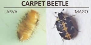 Carpet beetle