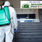 Pest Inspections