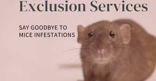 Mice Exclusion Services 905 582 5502 