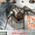 spider-control-service-905-582-5502